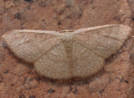 Common Tan Wave